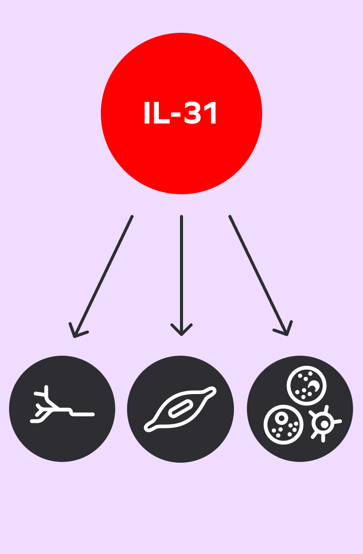 A red circle labeled "IL-31." Three arrows extend from the circle, pointing to 3 more icons below it.