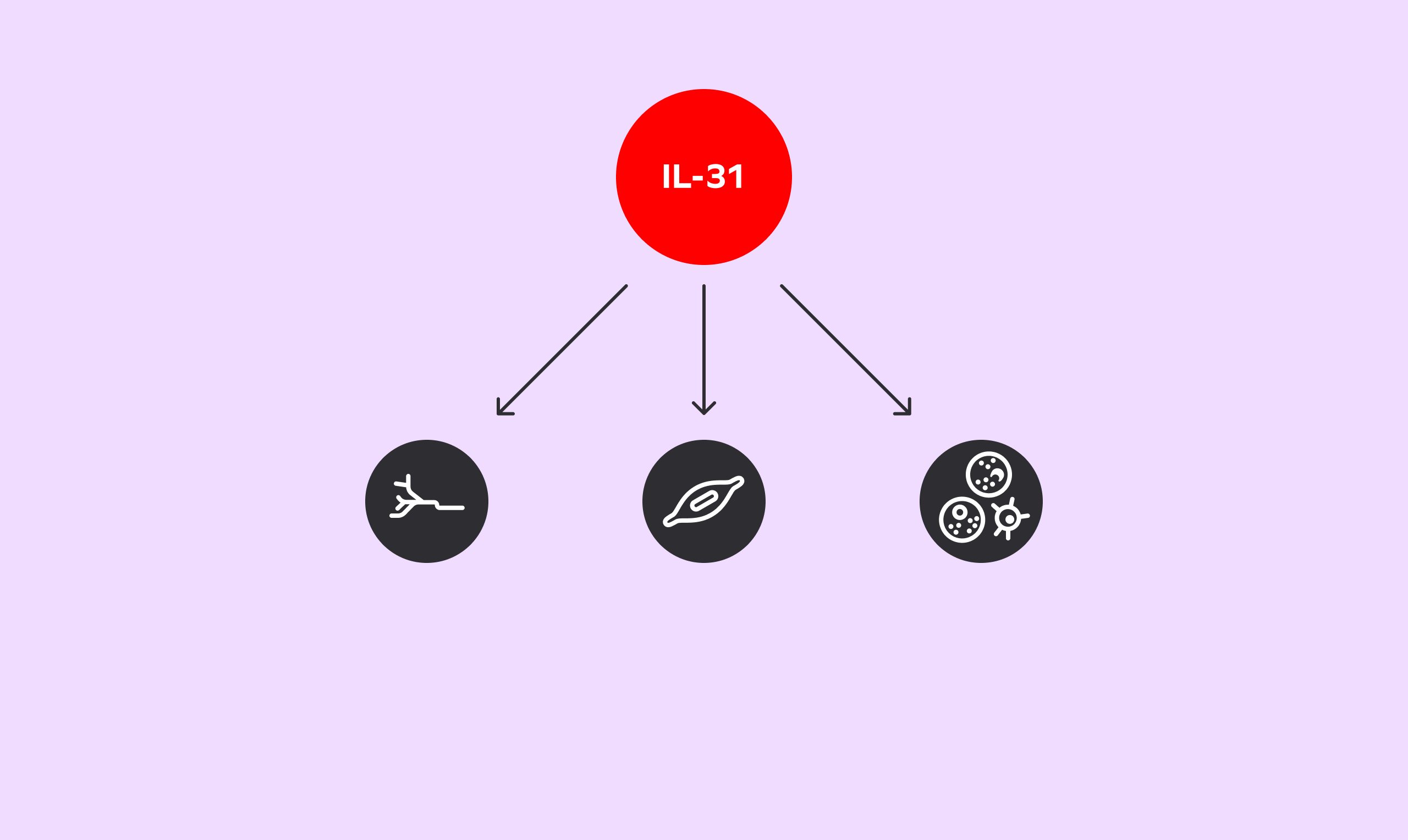 A red circle labeled "IL-31." Three arrows extend from the circle, pointing to 3 more icons below it.
